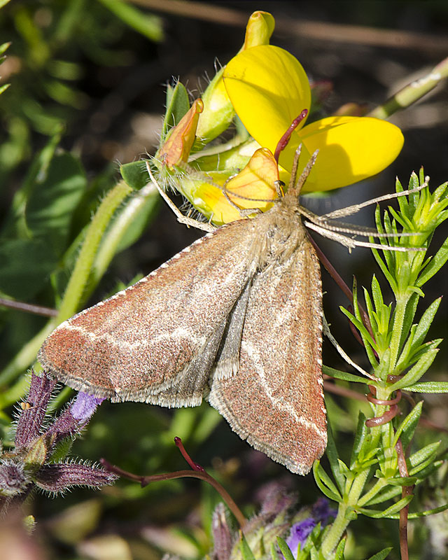 Synaphe antennalis - Pyralidae